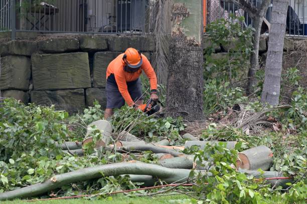 Tree and Shrub Care in Tyro, NC